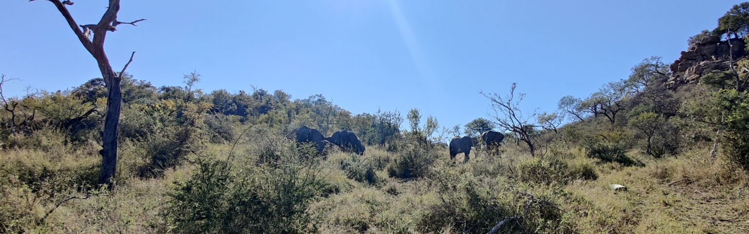Elephants in South African grassland