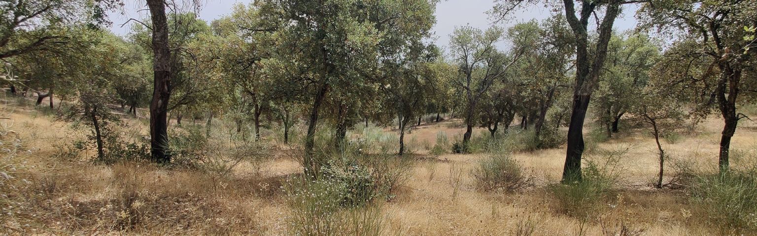 Montado oak woodland ecosystem
