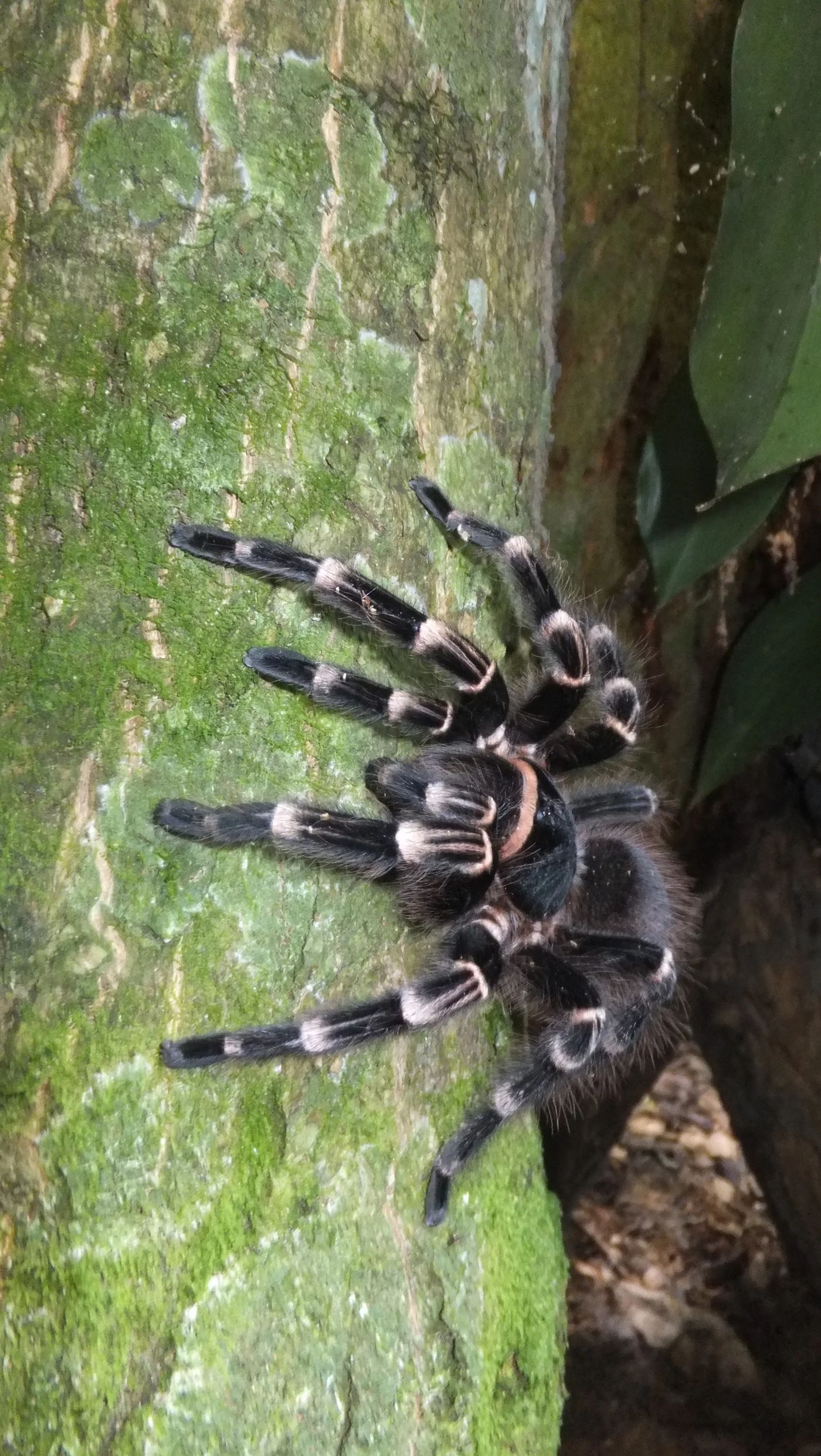 Tarantula encountered during Amazon fieldwork