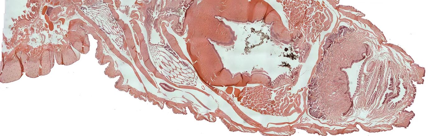 Histological cross-section under the microscope