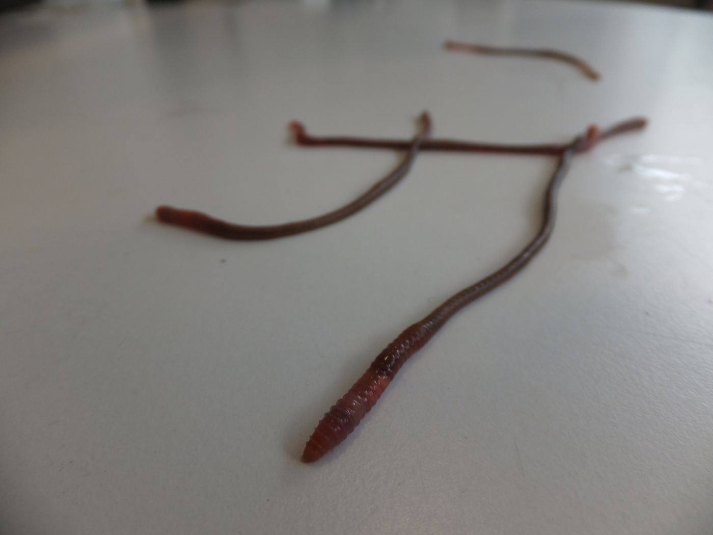 Pontoscolex corethrurus earthworm