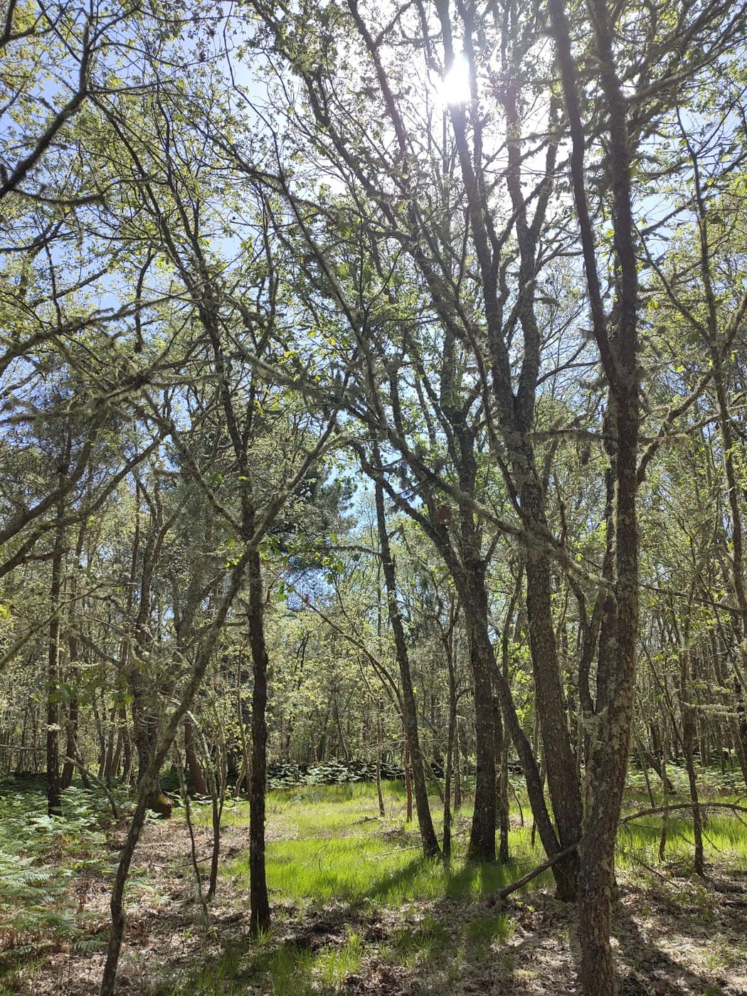 Oak forest at Lynx Land, Portugal