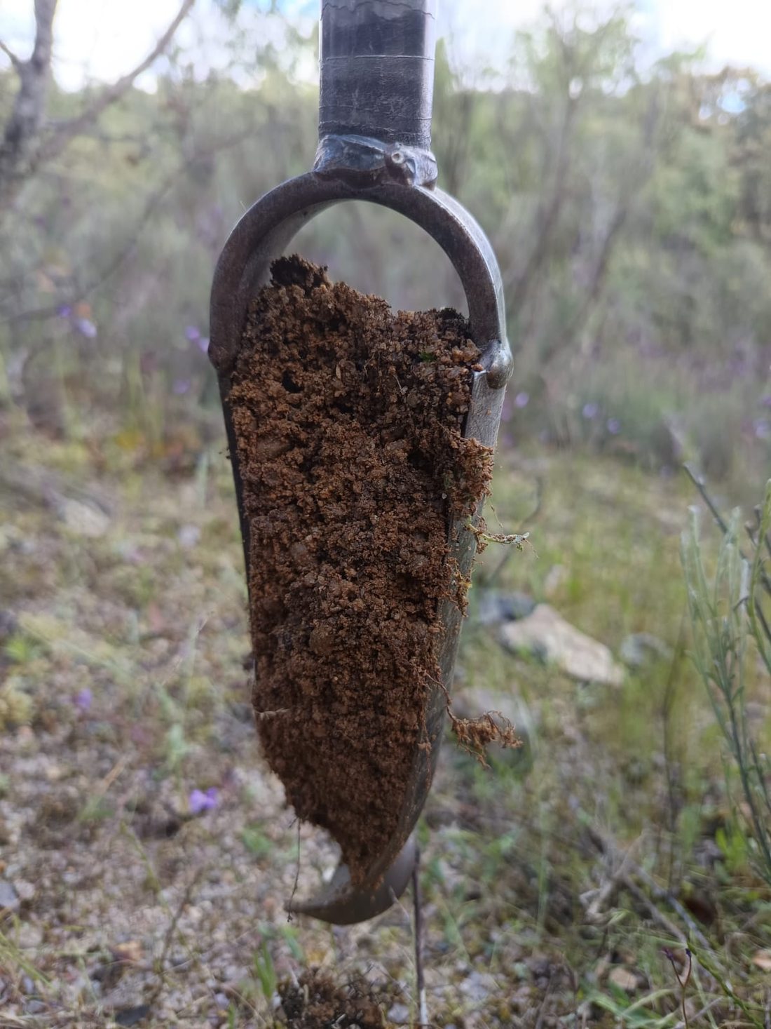 A soil core ready for processing
